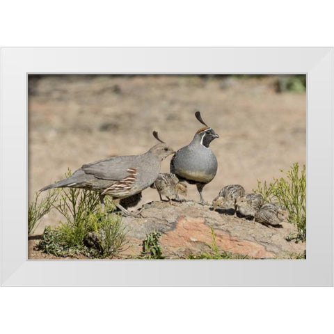 AZ, Amado Gambels quail with chicks White Modern Wood Framed Art Print by Kaveney, Wendy