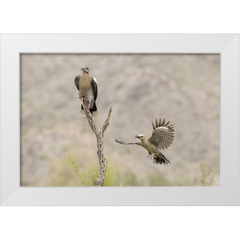 AZ White-winged Dove and gila woodpecker White Modern Wood Framed Art Print by Kaveney, Wendy