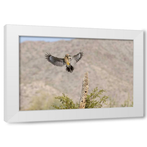 AZ, Buckeye Gila woodpecker on cholla skeleton White Modern Wood Framed Art Print by Kaveney, Wendy