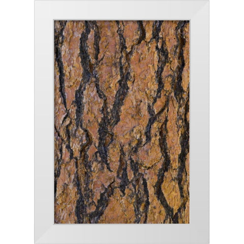 Arizona, Grand Canyon NP Ponderosa pine bark White Modern Wood Framed Art Print by Delisle, Gilles