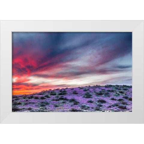 Arizona-Globe-Round Mountain Park-Sunset on desert super bloom White Modern Wood Framed Art Print by Jaynes Gallery