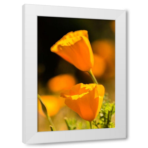 Arizona-Peridot Mesa California poppies in bloom White Modern Wood Framed Art Print by Jaynes Gallery