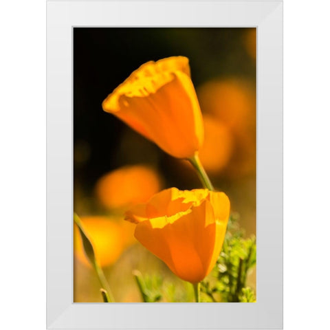 Arizona-Peridot Mesa California poppies in bloom White Modern Wood Framed Art Print by Jaynes Gallery
