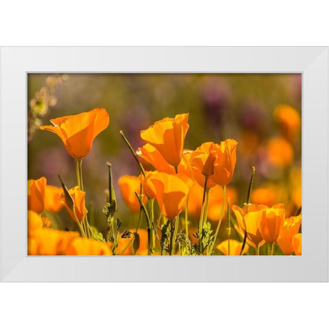 Arizona-Peridot Mesa California poppies in bloom White Modern Wood Framed Art Print by Jaynes Gallery