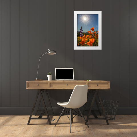 Arizona-Peridot Mesa California poppies and lupine in bloom White Modern Wood Framed Art Print by Jaynes Gallery