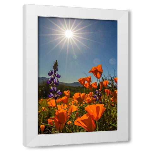 Arizona-Peridot Mesa California poppies and lupine in bloom White Modern Wood Framed Art Print by Jaynes Gallery