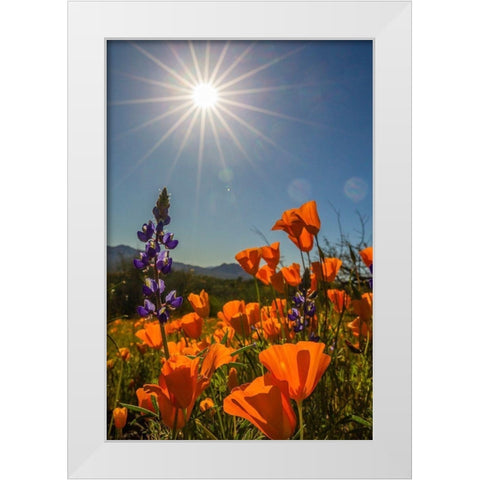 Arizona-Peridot Mesa California poppies and lupine in bloom White Modern Wood Framed Art Print by Jaynes Gallery