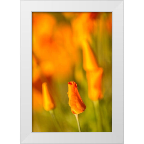 Arizona-Peridot Mesa California poppies in bloom White Modern Wood Framed Art Print by Jaynes Gallery