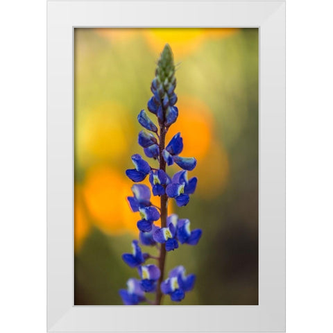 Arizona-Peridot Mesa Lupine blossom close-up White Modern Wood Framed Art Print by Jaynes Gallery