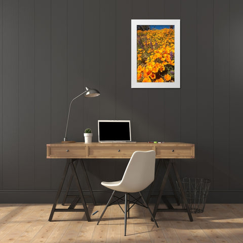 Arizona-Peridot Mesa California poppies in bloom White Modern Wood Framed Art Print by Jaynes Gallery