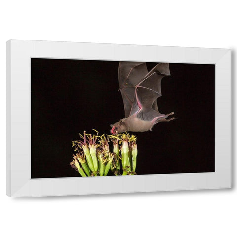 Arizona-Santa Cruz County Bat feeds on yucca nectar  White Modern Wood Framed Art Print by Jaynes Gallery