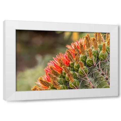 Arizona-Santa Cruz County Barrel cactus blossoms close-up  White Modern Wood Framed Art Print by Jaynes Gallery