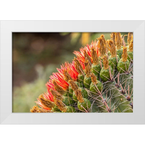Arizona-Santa Cruz County Barrel cactus blossoms close-up  White Modern Wood Framed Art Print by Jaynes Gallery