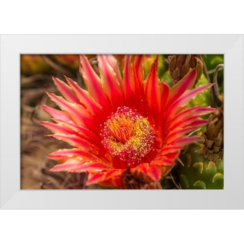 Arizona-Santa Cruz County Barrel cactus blossom and close-up  White Modern Wood Framed Art Print by Jaynes Gallery