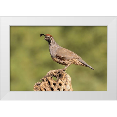 Arizona-Santa Cruz County Male Gambels quail on cactus skeleton  White Modern Wood Framed Art Print by Jaynes Gallery