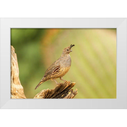 Arizona-Santa Cruz County Gambels quail female on stump  White Modern Wood Framed Art Print by Jaynes Gallery
