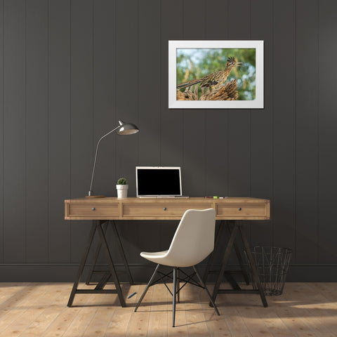 Arizona-Santa Cruz County Roadrunner on stump  White Modern Wood Framed Art Print by Jaynes Gallery