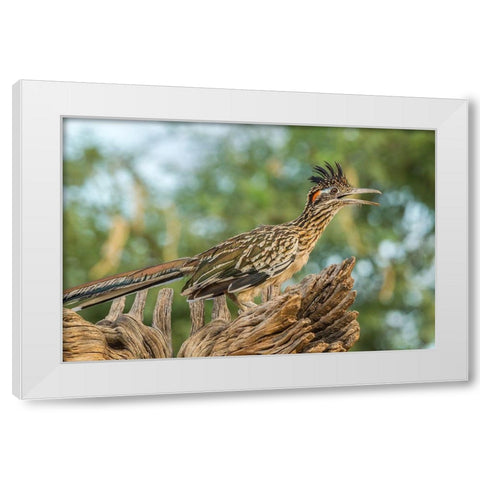 Arizona-Santa Cruz County Roadrunner on stump  White Modern Wood Framed Art Print by Jaynes Gallery
