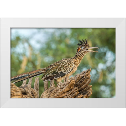 Arizona-Santa Cruz County Roadrunner on stump  White Modern Wood Framed Art Print by Jaynes Gallery