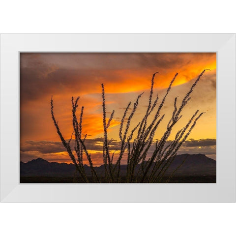 Arizona-Santa Cruz County Santa Rita Mountains and ocotillo cactus at sunset  White Modern Wood Framed Art Print by Jaynes Gallery