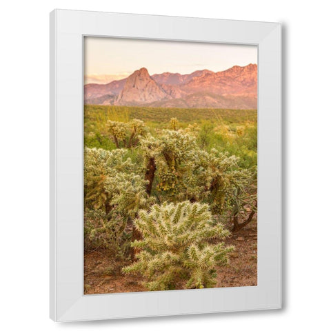 Arizona-Santa Cruz County Santa Rita Mountains and cholla cactus at sunset  White Modern Wood Framed Art Print by Jaynes Gallery