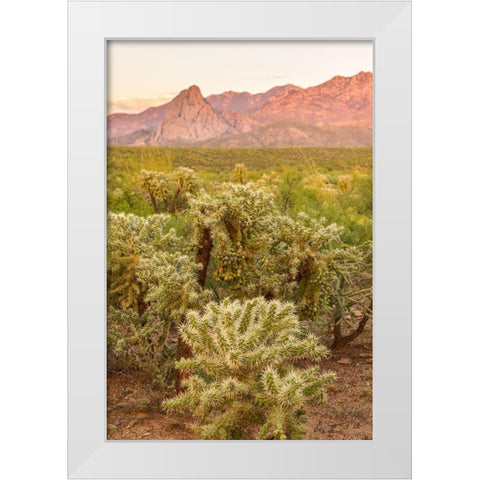 Arizona-Santa Cruz County Santa Rita Mountains and cholla cactus at sunset  White Modern Wood Framed Art Print by Jaynes Gallery