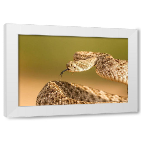 Arizona-Santa Cruz County Close-up of coiled western diamondback rattlesnake  White Modern Wood Framed Art Print by Jaynes Gallery