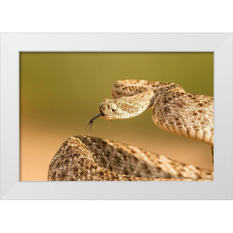 Arizona-Santa Cruz County Close-up of coiled western diamondback rattlesnake  White Modern Wood Framed Art Print by Jaynes Gallery