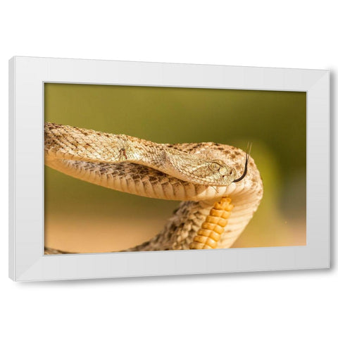 Arizona-Santa Cruz County Close-up of coiled western diamondback rattlesnake  White Modern Wood Framed Art Print by Jaynes Gallery