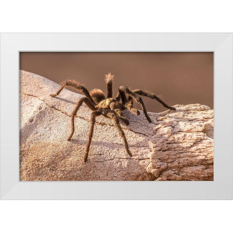 Arizona-Santa Cruz County Close-up of tarantula  White Modern Wood Framed Art Print by Jaynes Gallery
