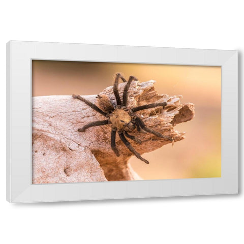 Arizona-Santa Cruz County Close-up of tarantula  White Modern Wood Framed Art Print by Jaynes Gallery