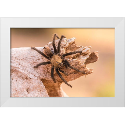 Arizona-Santa Cruz County Close-up of tarantula  White Modern Wood Framed Art Print by Jaynes Gallery