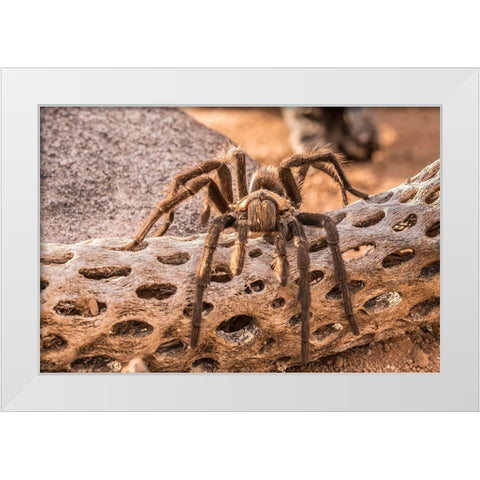 Arizona-Santa Cruz County Close-up of tarantula  White Modern Wood Framed Art Print by Jaynes Gallery