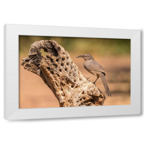 Arizona-Santa Cruz County Curve-billed thrasher feeding  White Modern Wood Framed Art Print by Jaynes Gallery