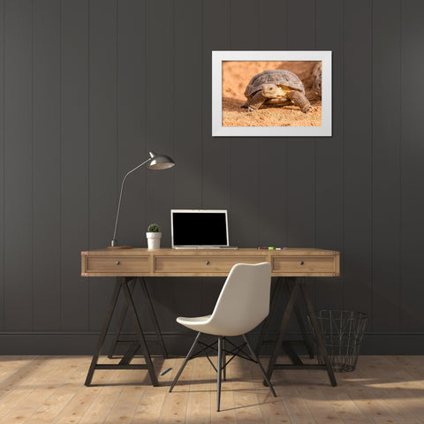 Arizona-Santa Cruz County Young desert tortoise captive  White Modern Wood Framed Art Print by Jaynes Gallery