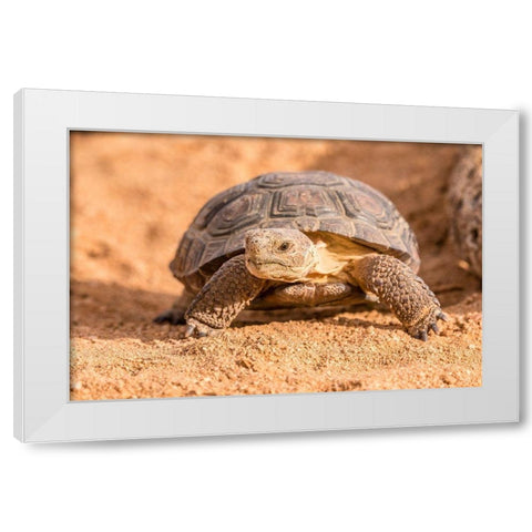 Arizona-Santa Cruz County Young desert tortoise captive  White Modern Wood Framed Art Print by Jaynes Gallery