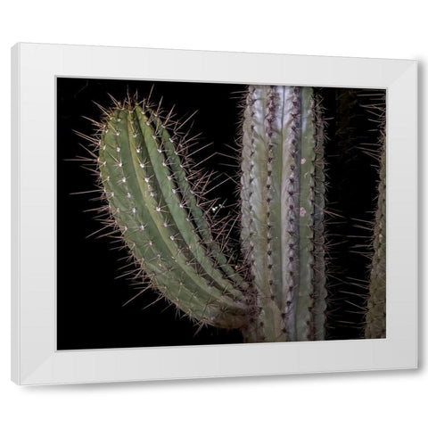 Arizona-Phoenix Illuminated saguaro cactus at night  White Modern Wood Framed Art Print by Jaynes Gallery