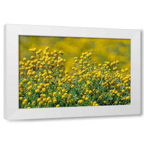 Arizona-Goodyear Wildflowers in Estrella Mountain Regional Park  White Modern Wood Framed Art Print by Jaynes Gallery