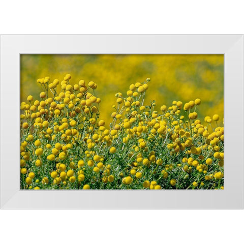 Arizona-Goodyear Wildflowers in Estrella Mountain Regional Park  White Modern Wood Framed Art Print by Jaynes Gallery
