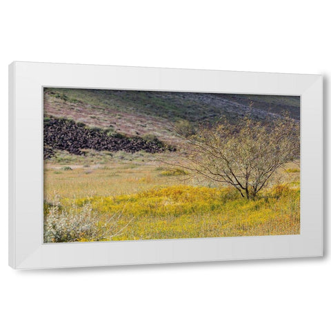 Arizona Wildflowers in field  White Modern Wood Framed Art Print by Jaynes Gallery