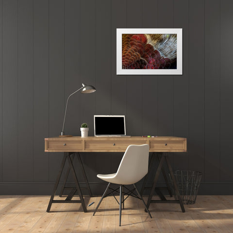 Arizona Close-up of hummingbird feather pattern  White Modern Wood Framed Art Print by Jaynes Gallery