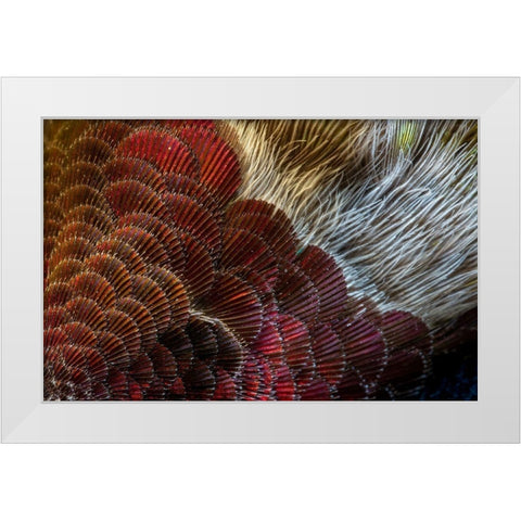 Arizona Close-up of hummingbird feather pattern  White Modern Wood Framed Art Print by Jaynes Gallery