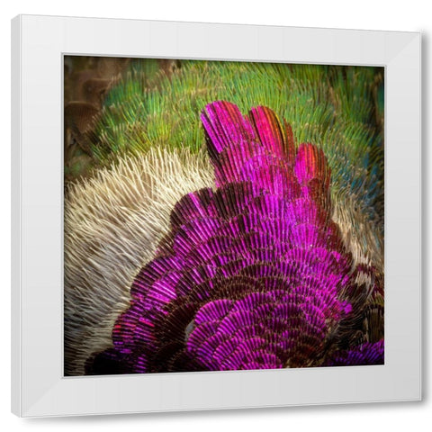 Arizona Close-up of hummingbird feather pattern  White Modern Wood Framed Art Print by Jaynes Gallery
