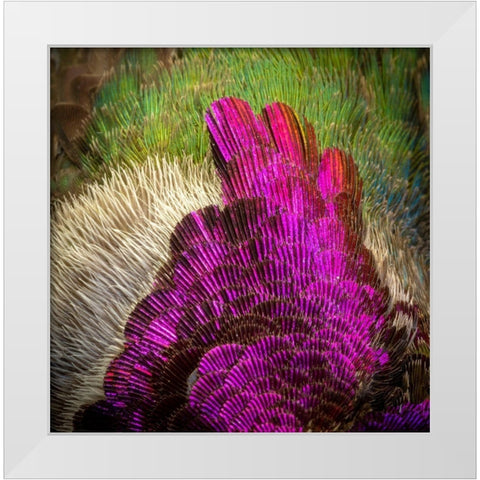 Arizona Close-up of hummingbird feather pattern  White Modern Wood Framed Art Print by Jaynes Gallery