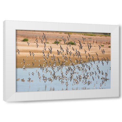 Arizona-Glendale Flock of least sandpipers flying over pond White Modern Wood Framed Art Print by Jaynes Gallery