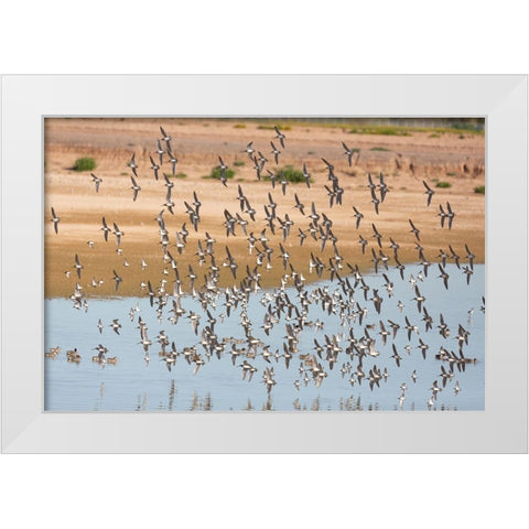Arizona-Glendale Flock of least sandpipers flying over pond White Modern Wood Framed Art Print by Jaynes Gallery