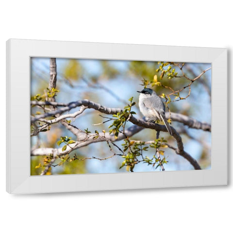Arizona-Buckeye Blue-gray gnatcatcher perched on branch  White Modern Wood Framed Art Print by Jaynes Gallery