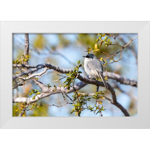 Arizona-Buckeye Blue-gray gnatcatcher perched on branch  White Modern Wood Framed Art Print by Jaynes Gallery