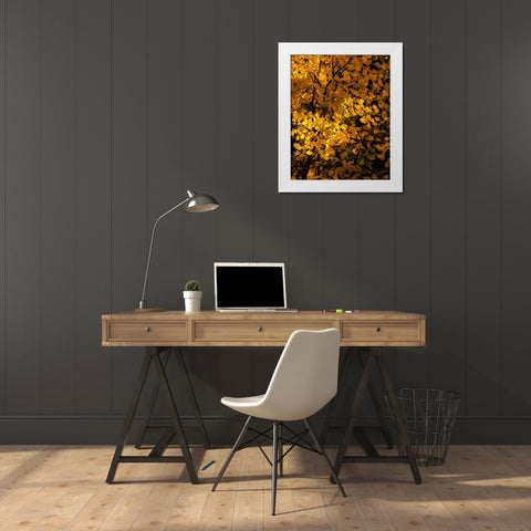 Arizona-Flagstaff Aspen tree leaves in at sunset White Modern Wood Framed Art Print by Jaynes Gallery