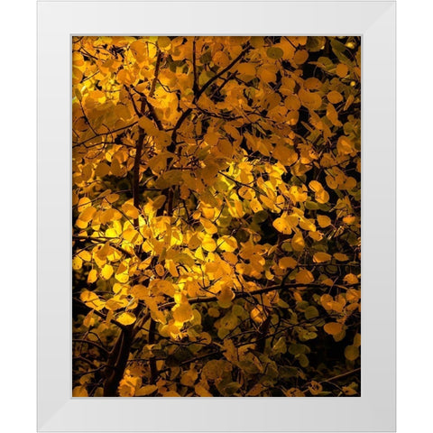 Arizona-Flagstaff Aspen tree leaves in at sunset White Modern Wood Framed Art Print by Jaynes Gallery